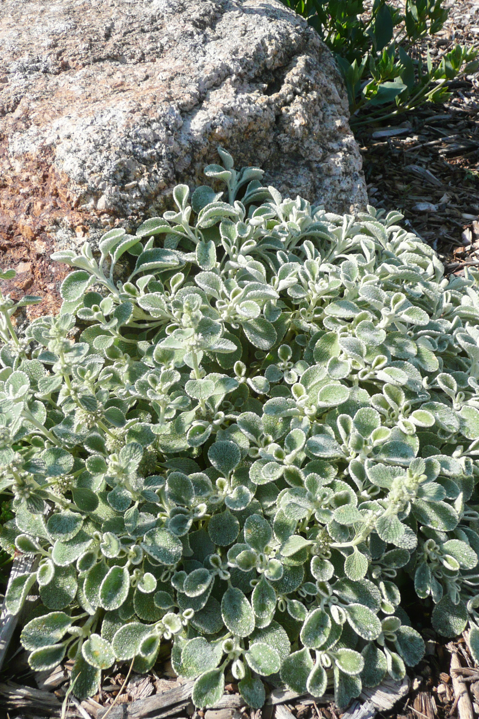 Silverheels Horehound